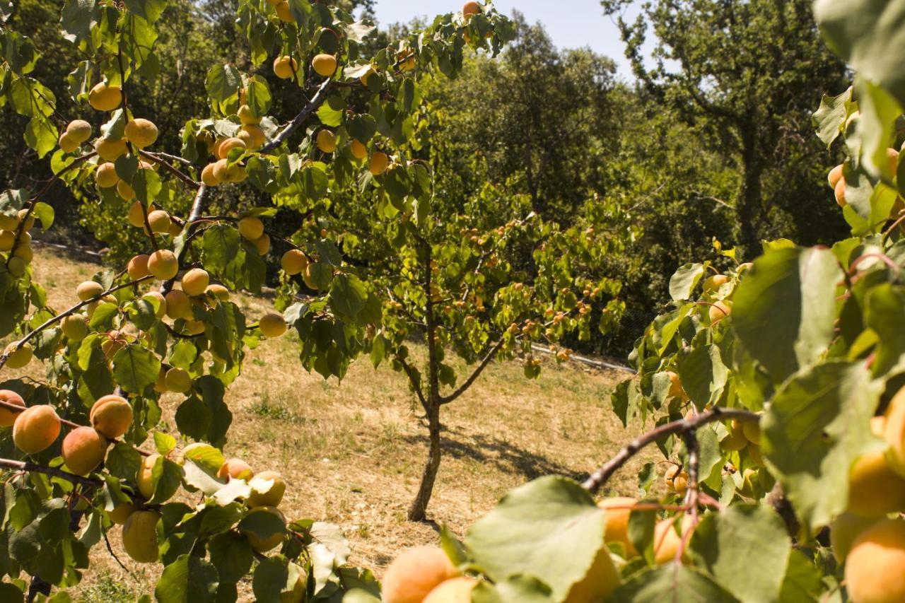 Agriturismo Aia Leccioni Micciano Dış mekan fotoğraf